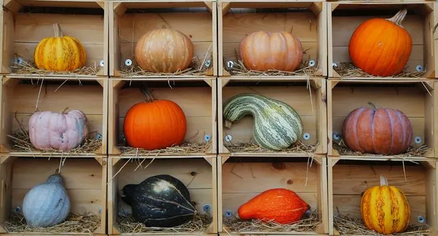 Pumpkins and gourds of various colors and sizes are displayed on a wall at Wilson Farm in Lexington, Massachusetts, on October 7, 2014. (Photo by Brian Snyder/Reuters)