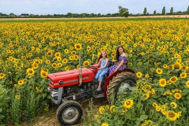 Sisters (L-R) Autumn Hancock, 9 and Amber Hancock, 11 at the opening day of Sam's Sunflowers on Hayling Island in Hampshire on July 28, 2022, with acres of sunflower fields for visitors to explore and pick their own to take home. (Photo by Paul Jacobs/pictureexclusive.com)