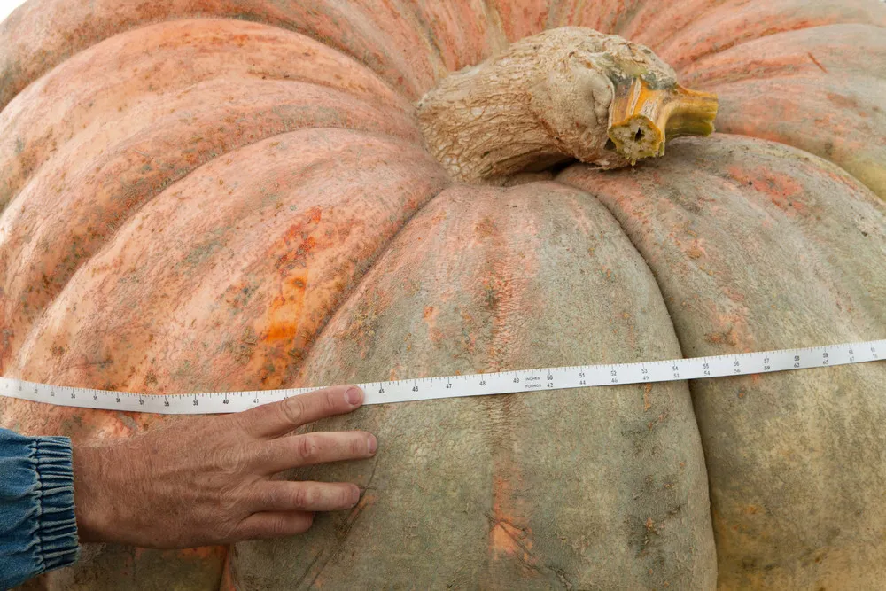 California Pumpkin Contest Winners