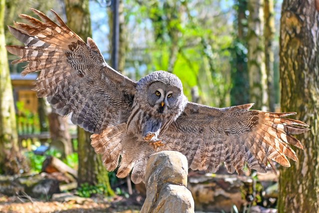 Mozzarella the owl getting ready for the start of public shows at the Hawk Conservancy Trust in Andover, Hampshire, UK on April 4, 2025, which begin on Saturday. (Photo by Andrew Croft/Solent News & Photo Agency)
