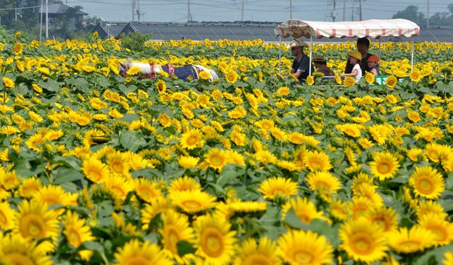 Visitors stroll in a field of sunflowers during a three-day sunflower festival in the town of Nogi, Tochigi prefecture, some 70 kms north of Tokyo on July 27, 2014. A total of some 200,000 sunflowers welcomed guests for the summer festival, an annual draw for the small town. (Photo by Kazuhiro Nogi/AFP Photo)