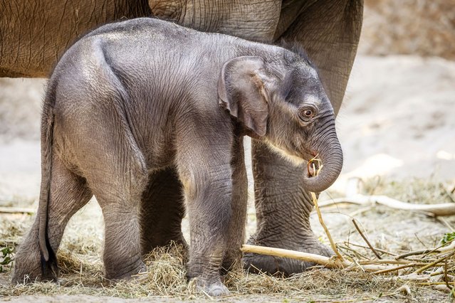 Elephant calf Zali stands next to its mother Farha on Wednesday, April 23, 2025 at Zurich Zoo in Zurich, Switzerland. The elephant calf was born at 2.22 a.m. on Saturday from the 19-year-old elephant mother Farha and will be named Zali. The name Zali is inspired by a Hindu name and means 'instant appearance', explained zoo director Severin Dressen to the media on Wednesday. (Photo by Michael Buholzer/KEYSTONE)