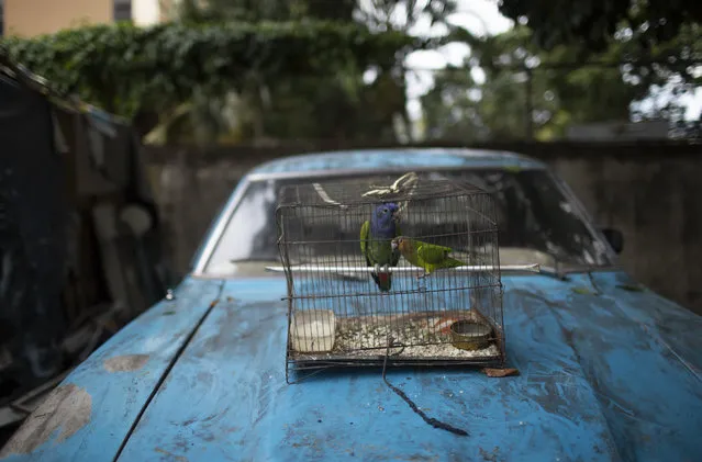 Parrots stand in a cage that sits on the hood of an abandoned car at a squatters camp amid the new coronavirus pandemic, in Caracas, Venezuela, Tuesday, July 7, 2020. (Photo by Ariana Cubillos/AP Photo)