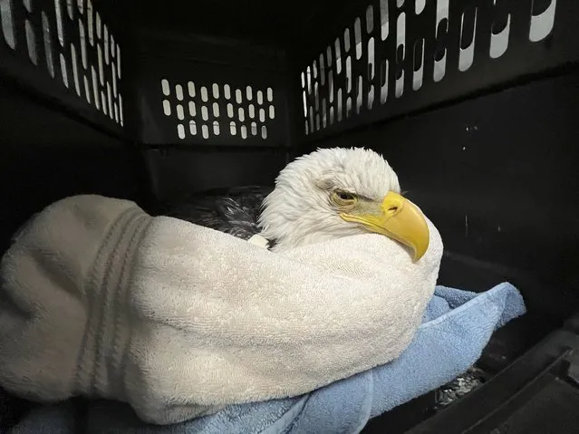 In this image released by the Center for Birds of Prey on December 11, 2022, you can see a bald eagle that possibly suffered from poisoning after consuming the carcass of a euthanized animal that was improperly disposed of in a Minnesota landfill. (Photo by The Raptor Center via AP Photo)