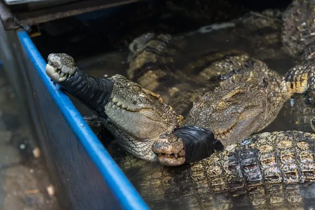 Live crocodiles stands on display in containers on Huangsha Seafood Market in Guangzhou, Guandong Province, China, 20 January 2018. (Photo by Aleksandar Plavevski/EPA/EFE)