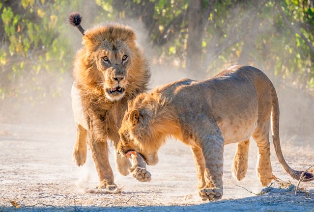 A pair of lions have been pictured fighting in the wilderness of Botswana in the second decade of June 2025. (Photo by Simon Roberts/Solent News & Photo Agency)