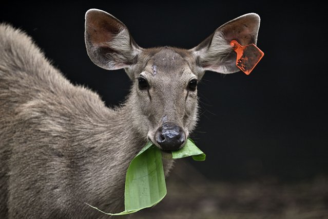 This photo taken on June 9, 2025 shows sambar deer in an enclosure before being released as part of a joint operation between the Department of National Parks, Wildlife and Plant Conservation (DNP) and World Wildlife Fund (WWF) Thailand to increase the number of tiger prey in the wild, in Khlong Lan National Park in Thailand's upper central Khampaeng Phet province. In the thick and steamy virgin forests of western Thailand, twenty skittish sambar deer dart from an enclosure out into the undergrowth – unaware they may find themselves in the jaws of one of the habitat's 200 or so endangered tigers. (Photo by Lillian Suwanrumpha/AFP Photo)
