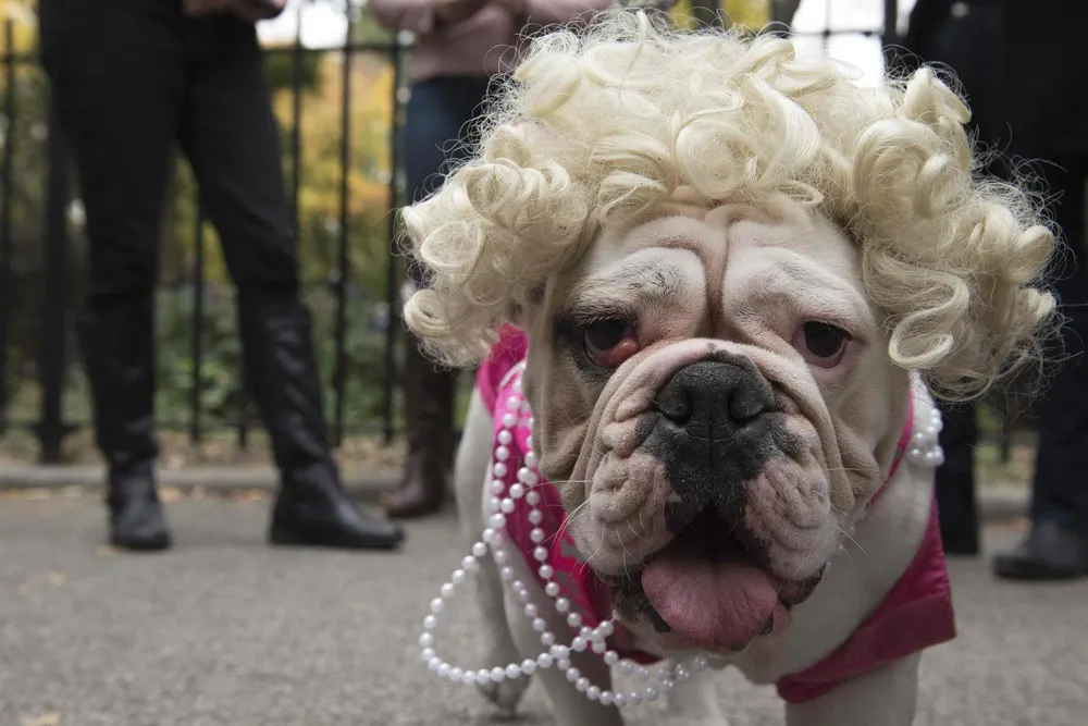 Tompkins Square Halloween Dog Parade
