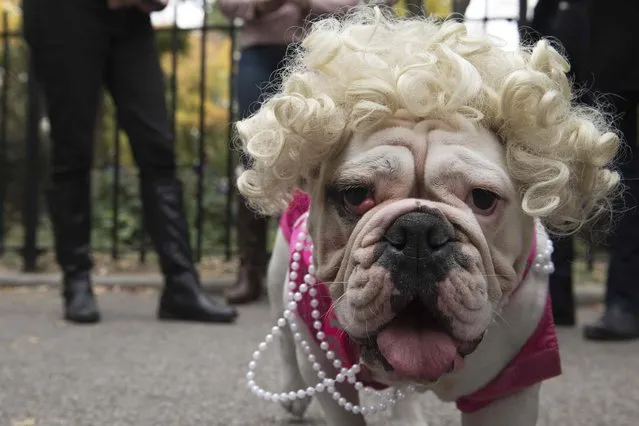 A bulldog dressed as Marilyn Monroe poses for a photograph during the annual Tompkins Square Halloween Dog Parade in the Manhattan borough of New York City, October 24, 2015. (Photo by Stephanie Keith/Reuters)
