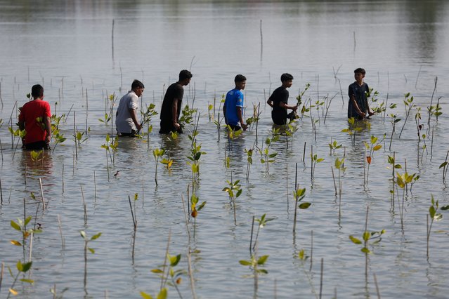 A number of students, environmental activists and volunteers plant mangroves during a mangrove conservation campaign in Aceh Besar, Indonesia, 26 June 2025. The mangrove planting is a part of a mangrove conservation campaign by the National Electricity Company (PLN), together with the Indonesia Nature Conservation Agency, local communities and students, with the goal of planting 10,000 mangrove trees in Baet Village, Aceh Besar Indonesia as mangrove areas are disappearing from Aceh's coastline due to coastal erosion. (Photo by Hotli Simanjuntak/EPA)