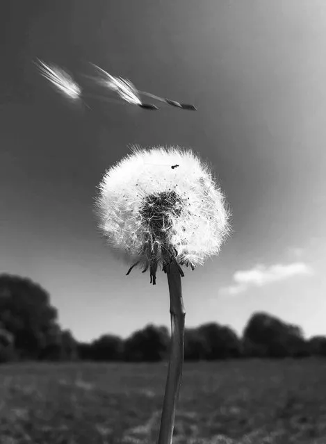 Ephemerality. Black and White category winner. “I have watched the transient forms of the dandelions. The fluffy orbs dispersing seeds on the wind to form new life”. (Photo by Mollie Thorne/UK Landscape Photographer of the Year 2020)