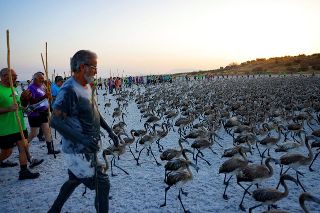 Volunteers walk across the lagoon at dawn to gather flamingo chicks and place them inside a corral before tagging them with identity rings, marking the 39th anniversary of the ringing event at the Fuente de Piedra natural reserve, near Malaga, southern Spain, on August 9, 2025. The event had been cancelled for the past two years due to severe drought. (Photo by Jon Nazca/Reuters)