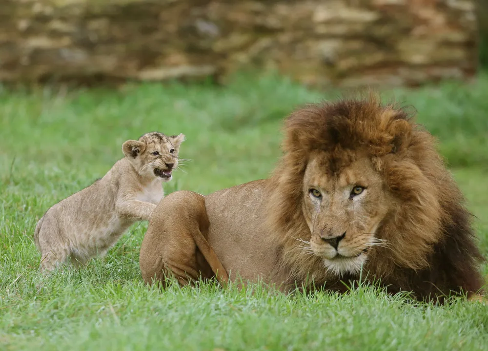 Lion Cubs Ffirst Public Appearance at Scottish Safari Park