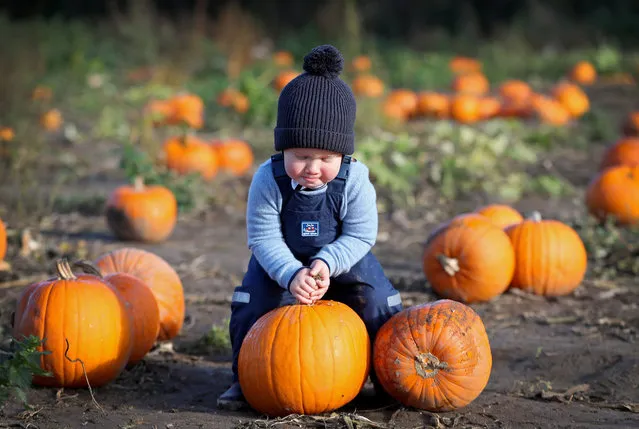 Theo Jackson, the photographer's son, picks pumpkins for Halloween at Garson Farm PYO on October 22, 2020 in London, England. (Photo by Chris Jackson/Getty Images)