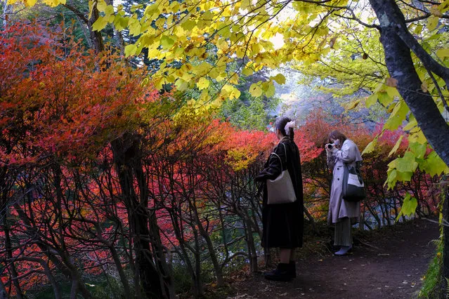 People wearing face masks to help curb the spread of the coronavirus take pictures while walking along a path as the trees begin to change fall foliage colors Monday, October 26, 2020, in Nagano, northwest of Tokyo, Japan. (Photo by Kiichiro Sato/AP Photo)