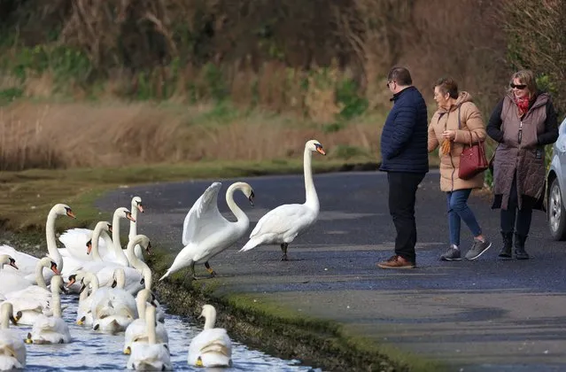 Swans and walkers interact at the Broadmeadow Estuary, Swords, Dublin on February 26, 2023. (Photo by Nick Bradshaw /The Irish Times)