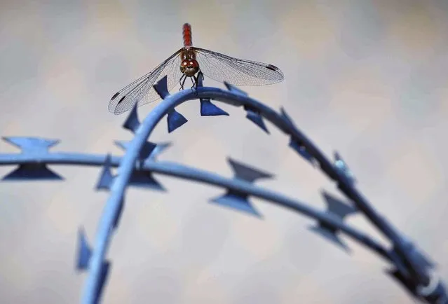 A dragon fly rests on the barbed wire fence separating Serbia and Hungary, seen from a makeshift camp in Horgos, Serbia, Friday, September 30, 2016. (Photo by Vadim Ghirda/AP Photo)