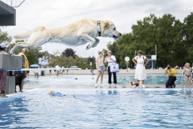 The dog Brandau splashes around during the traditional “Dog Swimming Day”, the season's last day at Opfikon outdoor swimming pool, near Zurich, on September 21, 2025. Since 2020, the Opfikon pool gradually reduces chlorine at the end of the season. By September's Dog Swimming Day the water is almost chlorine-free, making it safe for dogs to swim. Around 800 dogs are expected to attend this year's event. (Photo by Ennio Leanza/AFP Photo)