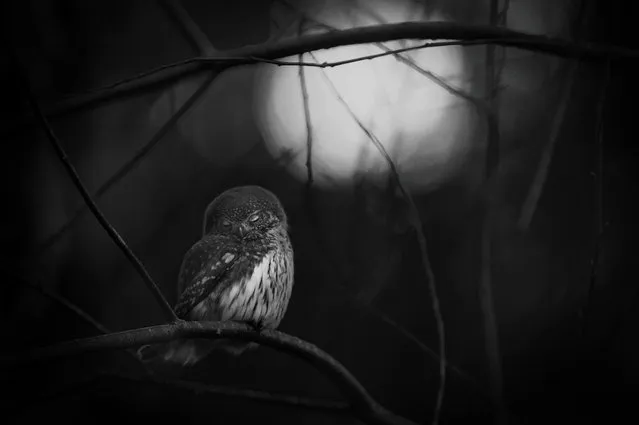 “Requiem for an owl”. Mats Andersson, Sweden Winner, Black and white category. Every day in early spring, Andersson walked in the forest near his home in Bashult, southern Sweden, enjoying the company of a pair of Eurasian pygmy owls – until the night he found one of them lying dead on the forest floor. “The owl’s resting posture reflected my sadness for its lost companion”, he said. Preferring to work in black and white – “it conveys the feeling better” – he captured the melancholy of the moment, framing the solitary owl within the bare branches, lit by the first light of dawn. (Photo by Mats Andersson/2016 Wildlife Photographer of the Year)