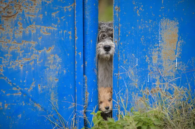 A stray dog and a puppy peer from behind a fence in Bucharest, Romania, Thursday, October 20, 2016. The stray dog population of the Romanian capital is above 60 thousand according to city hall sources. (Photo by Andreea Alexandru/AP Photo)