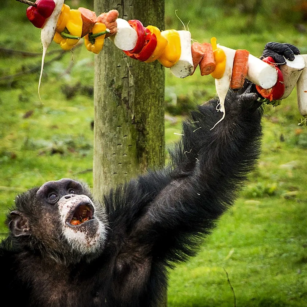 The Week in Pictures: Animals, December 27 – January 2, 2015