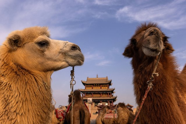 Camels stand near a tower at Jiayu Pass, a strategic point along the Great Wall and the ancient “Silk Road”, in Jiayuguan, Gansu province, China, on October 29, 2025. (Photo by Maxim Shemetov/Reuters)