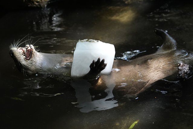 A river otter holds a block of ice with smelt at the Palm Beach Zoo & Conservation Society Thursday, July 18, 2024, in West Palm Beach, Fla. The staff at the zoo use a variety of techniques to keep their animals cool during the hot summer months. (Photo by Lynne Sladky/AP Photo)