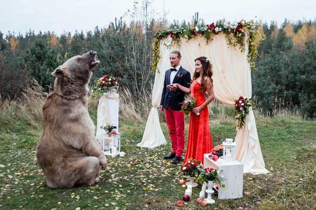 Denis and Nelya, both 30, from Moscow, Russia invited brown bear Stepan along to their very special ceremony. As well as witnessing the couple exchange vows, the bear also played the role of registrar at one point. Denis said: “We both knew Stepan is a very kind bear but still it is a huge, unpredictable animal so we were a bit scared, but still happy to be able to make our dream come true. It was a fantastic experience to have this photoshoot with Stepan”. (Photo by Olga Barantseva/Caters News)