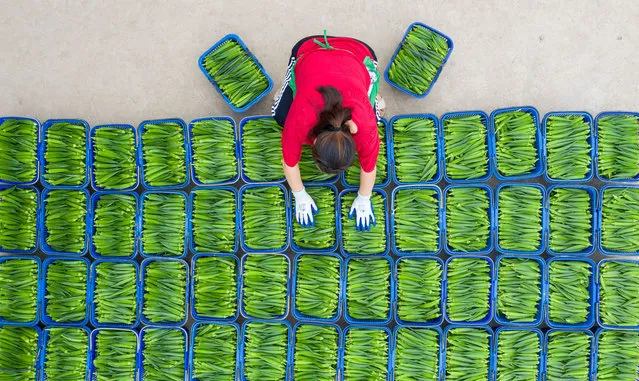 The villagers sort out the fruit okra for sale. Hai'an City, Jiangsu Province, China, July 8, 2020. (Photo by Costfoto/Barcroft Media via Getty Images)