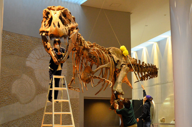 Curators clean a full-body replica of a Tyrannosaurus skeleton on December 18, 2025 in Oiwa Town, Toyohashi, Aichi, Japan. (Photo by The Asahi Shimbun via Getty Images)
