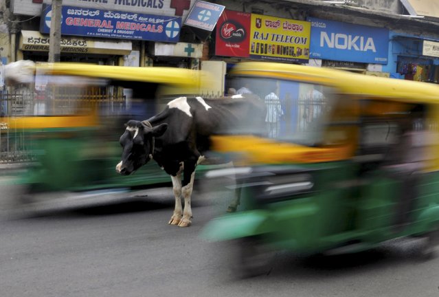 A cow stands in the middle of a busy road as auto-rickshaws pass by in Bengaluru, India, June 2, 2015. (Photo by Abhishek N. Chinnappa/Reuters)