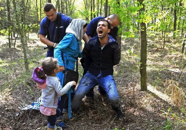 Hungarian policemen detain a Syrian migrant family after they entered Hungary at the border with Serbia, near Roszke, August 28, 2015. (Photo by Bernadett Szabo/Reuters)