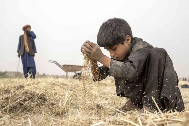 Ahmad Vali 9-years-old, works in a wheat field on the outskirts of Herat, Afghanistan, Friday, June 9, 2023. (Photo by Ebrahim Noroozi/AP Photo)