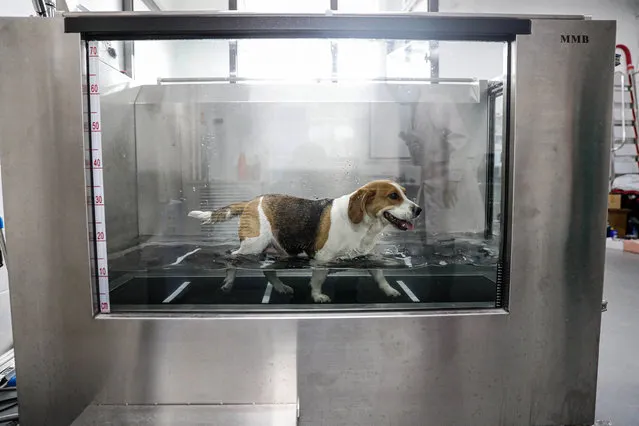 A dog runs in the water as a treatment to cure its walking problems at a pet hospital in Shenyang, in northeastern China's Liaoning province on March 11, 2021. (Photo by AFP Photo/China Stringer Network)