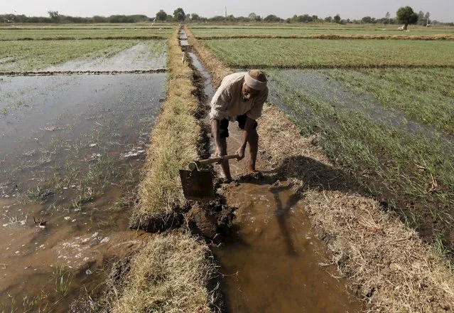 A farmer channels water to irrigate his wheat field on the outskirts of Ahmedabad, India, December 15, 2015. India's Prime Minister Narendra Modi will recalibrate budget priorities in 2016 to focus on social initiatives, such as the country's first major crop insurance scheme, while capping previously prioritised infrastructure spending, officials say. (Photo by Amit Dave/Reuters)