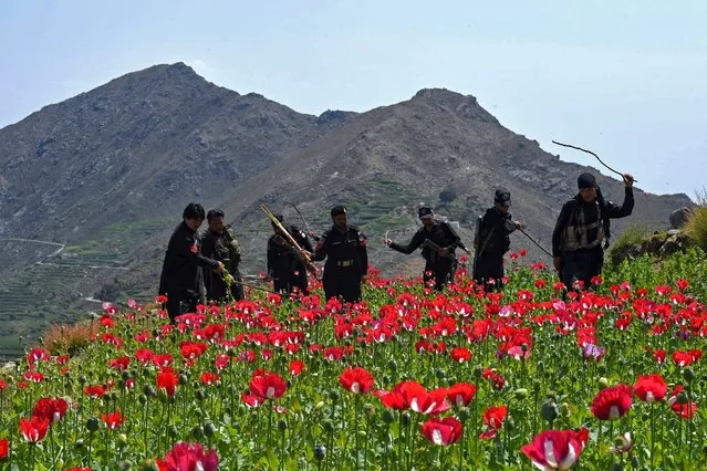 Police personnel destroy poppy cultivation in the Prang Ghar area of Mohmand Agency, about 100 kms from Peshawar on April 11, 2021. (Photo by Abdul Majeed/AFP Photo)