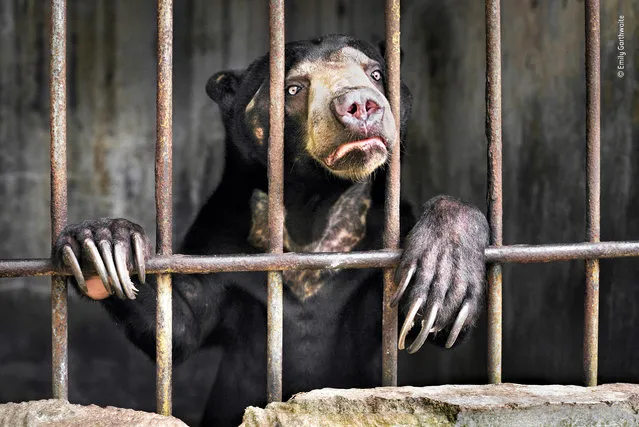 Witness by Emily Garthwaite, UK. Highly commended, Wildlife Photojournalist Award: Single Image. “One of several sun bears kept behind the scenes at a zoo in Sumatra, Indonesia, in appalling conditions. Sun bears are the world’s smallest bears, now critically endangered. In the lowland forests of Southeast Asia, they spend much of their time in trees, eating fruit and small animals, using their claws to prise open rotten wood in search of grubs. They are threatened by rampant deforestation and the demand for their bile and organs for traditional Chinese medicine”. (Photo by Emily Garthwaite/2018 Wildlife Photographer of the Year)