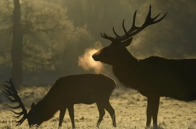 Deer graze at dawn on the coldest day the year so far according to the Meteorological Office, in Richmond Park in west London, Britain, November 30, 2016. (Photo by Toby Melville/Reuters)