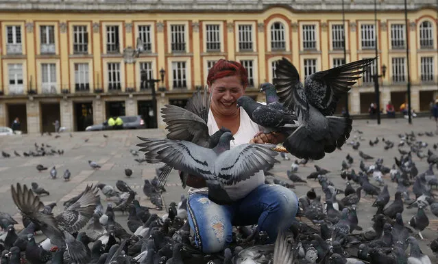 A woman feeds pigeons at Bolivar Square in Bogota, Colombia, Tuesday, October 2, 2018. Colombia's capital is trying to fight pigeon overpopulation by urging people to stop feeding them. (Photo by Fernando Vergara/AP Photo)