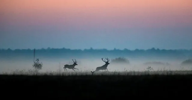 Male deers run in a field in Republican landscape reserve “Naliboksky” near the village of Kozliki, Belarus September 23, 2018. (Photo by Vasily Fedosenko/Reuters)