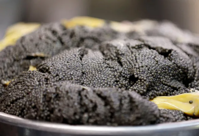 Eggs are seen at the caviar fish farming company “Sturgeon”, the leading French producer, in Saint-Genis-de-Saintonge, France, November 8, 2016. (Photo by Regis Duvignau/Reuters)