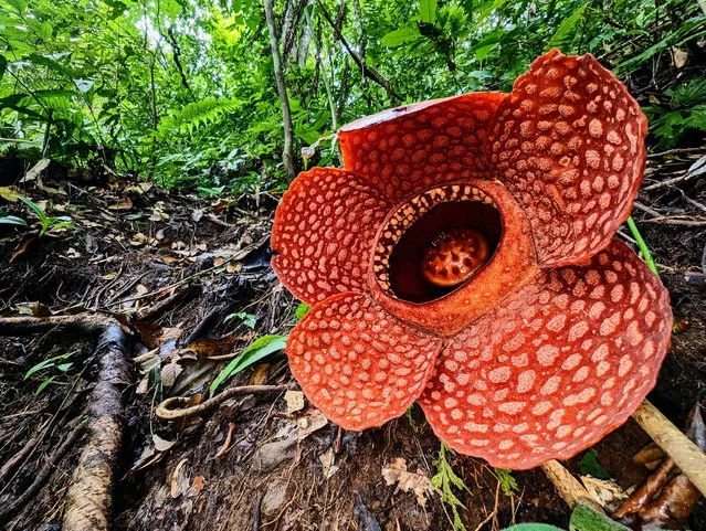 A corpse flower (Rafflesia kemumu) in the rainforest of Sumatra, Indonesia in September 2023. The world’s largest – and stinkiest – flower is in danger of extinction due to destruction of forest habitats. (Photo by Dr. Chris Thorogood/The Guardian)
