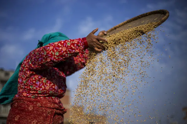 A Nepalese harvester works during rice harvesting at a field in Lalipur, Nepal, 24 October 2018. For Nepal, a land locked country, agriculture remains an important economic activity, with wheat and rice being the main food crops. (Photo by Hritik  Shrestha/EPA/EFE)