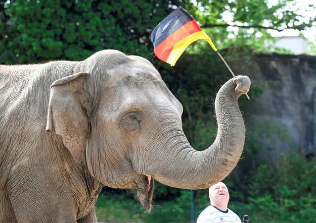 Elephant “Yashoda” waves a German flag as she predicts results for the upcoming matches of the Euro 2020 during an oracle in Hagenbeck Zoo in Hamburg, Germany on June 2, 2021. (Photo by Fabian Bimmer/Reuters)