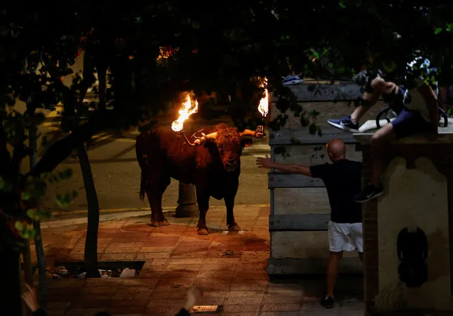 Reveller gestures to a bull with flaming horns during a festival known as “bou embolat”, which was banned in Valencia in 2016, but has been reinstated by the new regional government, in Carpesa, northern Valencia, Spain on September 17, 2023. (Photo by Eva Manez/Reuters)