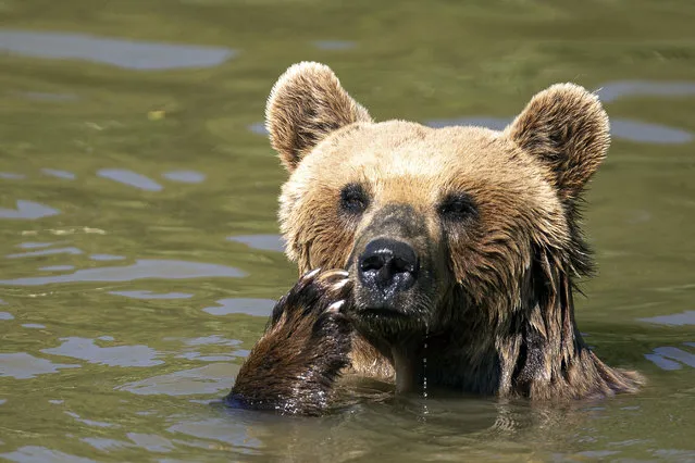 Brown bear Hana cools down in a pool of water at Bear Sanctuary Pristina, home to 20 bears rescued from restaurant cages across Kosovo and Albania, in Mramor near capital Pristina, Kosovo, on Thursday, July 8, 2021. Residents in eastern Europe unaccustomed to high temperatures are struggling to cope with heatwaves sweeping across the region. (Photo by Visar Kryeziu/AP Photo)