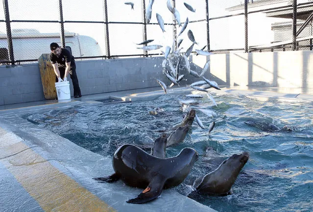 Recovering sea lion pups are fed herring in an enclosure at the Marine Mammal Center on March 18, 2015 in Sausalito, California. For the third winter in a row, hundreds of sick and starving California sea lions are washing up on California shores, with over 1,800 found and treated at rehabilitation centers throughout the state since the beginning of the year. The Marine Mammal Center is currently caring for 224 of the emaciated pups.  (Photo by Justin Sullivan/Getty Images)