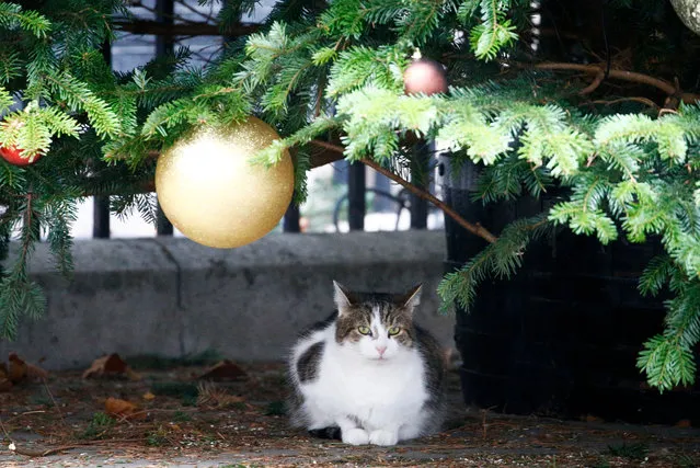 A cat sits under the Downing Street Christmas tree, in London, Britain, December 3, 2018. (Photo by Henry Nicholls/Reuters)