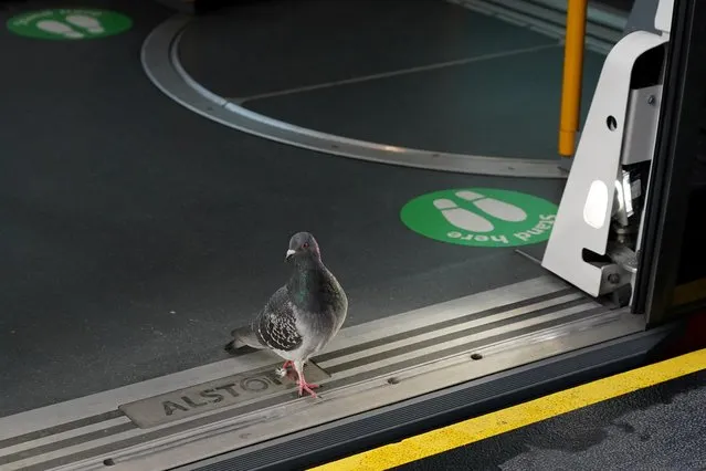 A pigeon walks past social distancing markers in an empty light rail car at Circular Quay during a coronavirus lockdown in Sydney, Australia, July 1, 2021. (Photo by Loren Elliott/Reuters)