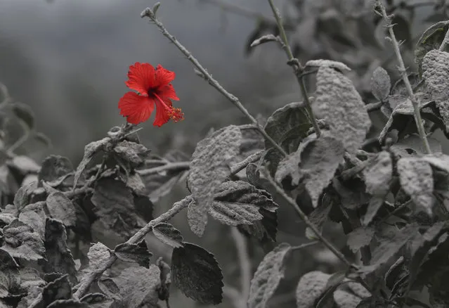 A hibiscus flower is seen on an ash-covered plant at Mardingding village in Karo district, November 19, 2013. (Photo by Roni Bintang/Reuters)